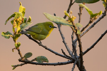 African Yellow White-eye, Zosterops senegalensis