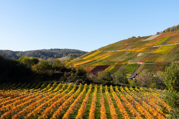 Hiking in the Ahr valley on a sunny autumn day on the red wine trail