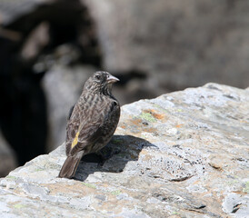 Red-fronted Rosefinch, Carpodacus puniceus