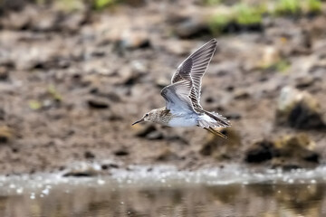 Pectoral Sandpiper, Calidris melanotos