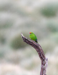 Auckland Islands Red-crowned Parakeet, Cyanoramphus novaezelandiae aucklandicus