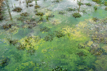 藻に覆われている汚い沼の写真