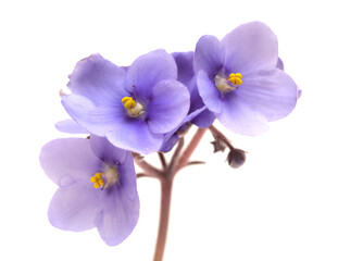 Fototapeta na wymiar Blue african violet isolated on white background