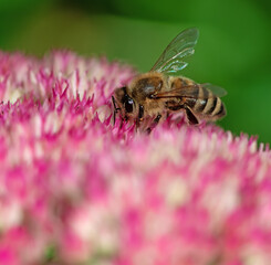 Bee on sedum flower blossoms