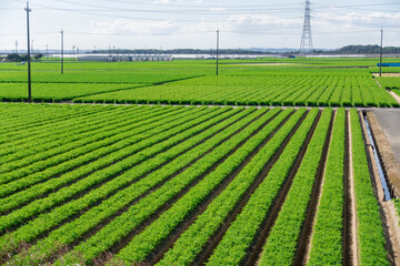 日本で撮影したニンジン畑の写真