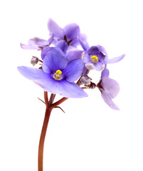 Obraz premium Blue african violet isolated on white background