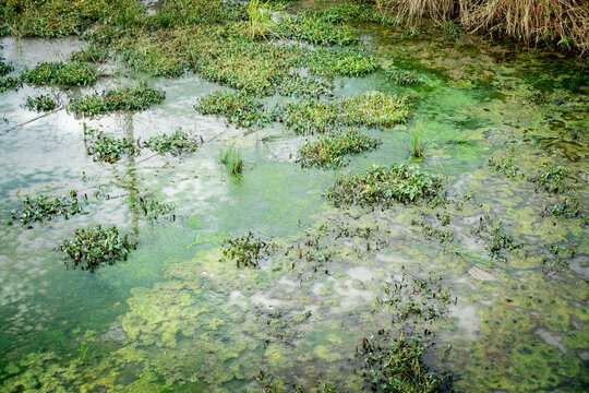 藻に覆われている汚い沼の写真