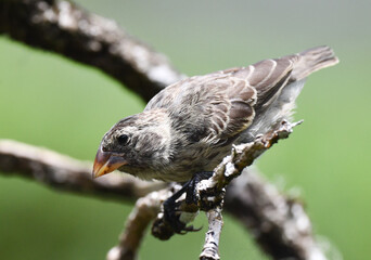 Large Tree Finch, Camarhynchus psittacula