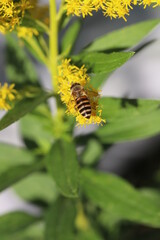 セイタカアワダチソウの黄色い花の蜜を吸うミツバチ