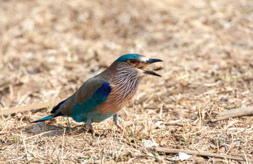 Indian Roller, Coracias benghalensis