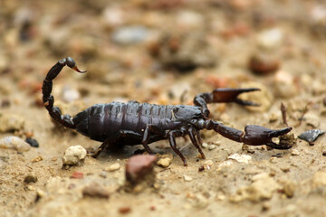 It is a black scorpion and is very poisonous