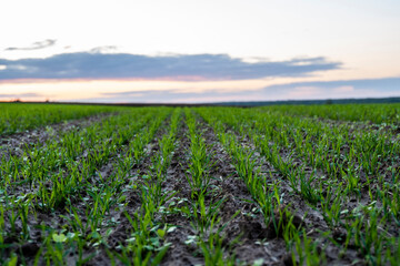 Fototapeta na wymiar Close up young wheat seedlings growing in a field. Green wheat growing in soil. Close up on sprouting rye agriculture on a field in sunset. Sprouts of rye. Wheat grows in chernozem planted in autumn.