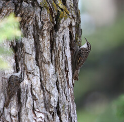 Obraz premium Bar-tailed Treecreeper, Certhia himalayana