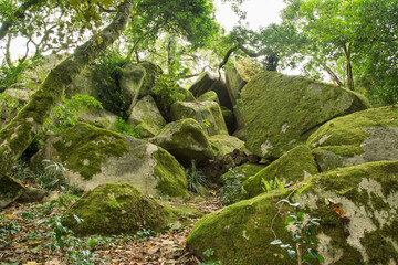 Gray stones in forest covered with green moss.