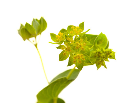 Bupleurum rotundifolium, hare's ear or hound's ear plant branch isolated on white background