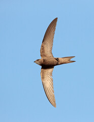 Pallid Swift, Apus pallidus