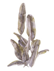 Banana bush. Tropical leaves painted by watercolor isolated on white background.