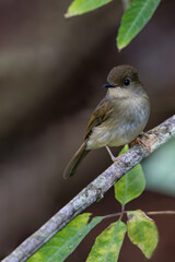 Gabela Akalat, Sheppardia gabela