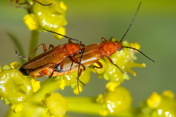 Red Soldier Beetle (Rhagonycha fulva)