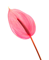 Pink Anthurium isolated on white background

