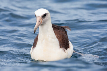 Laysan Albatros, Phoebastria immutabilis