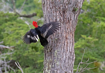 Magellanic Woodpecker, Campephilus magellanicus