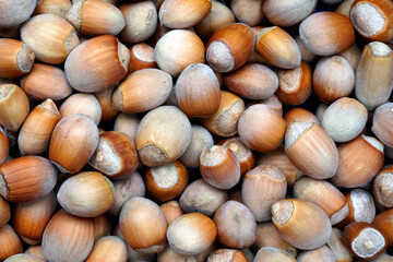 Forest harvest. Hazel. Plant seeds in the wild. Close-up shot.