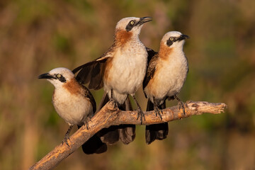 Bare-cheeked Babbler, Turdoides gymnogenys