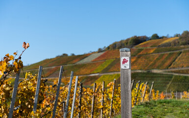 Fototapeta premium Hiking in the Ahr valley on a sunny autumn day on the red wine trail