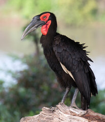 Southern Ground Hornbill, Bucorvus leadbeateri