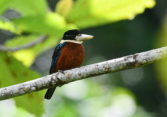 Rufous-bellied Kookaburra, Dacelo gaudichaud