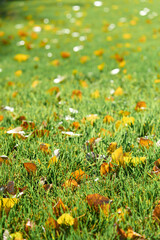 Colorful fallen autumn leaves on green grass field or lawn. Season, nature, autumn card, thanksgiving, fall background concept. Selective focus..