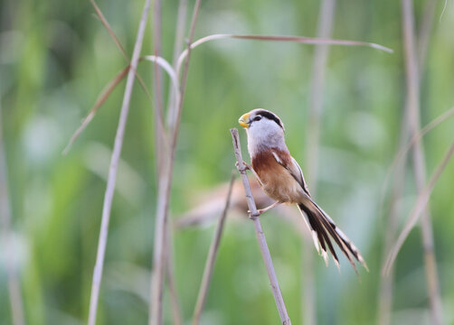 Reed Parrotbill, Paradoxornis heudei