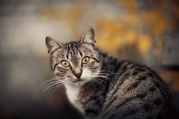 Naklejka na ściany i meble Portrait of a street homeless tabby cat