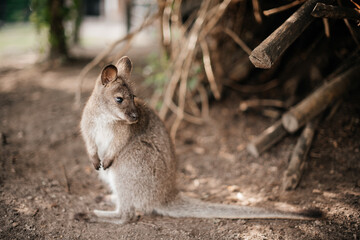 little kangaroo