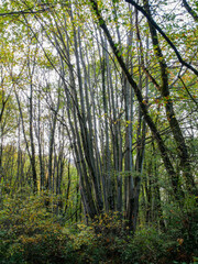 Arbre avec plusieurs troncs (cépée) en forêt en automne.