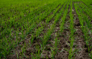 Fototapeta na wymiar Close up young green wheat seedlings growing in a soil on a field in a sunset. Close up on sprouting rye agriculture on a field in sunset. Sprouts of rye. Wheat grows in chernozem planted in autumn.