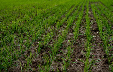 Close up young green wheat seedlings growing in a soil on a field in a sunset. Close up on sprouting rye agriculture on a field in sunset. Sprouts of rye. Wheat grows in chernozem planted in autumn.