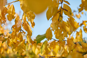 Hebst Obstbäume Blätter