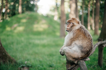 monkey sleeping sitting