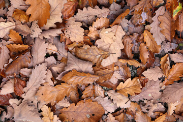 Fallen leaves from a tree in the forest in autumn