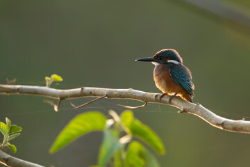 Common kingfisher (Alcedo atthis) on perch  in morning 
