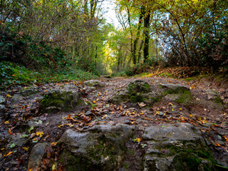 Pierres polies par le passage des randonneurs sur un chemin de forêt en automne