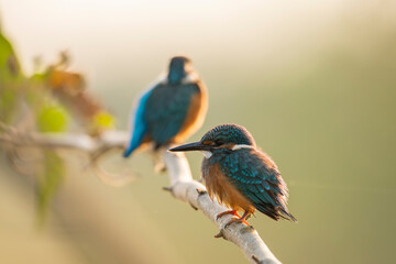 Common kingfisher (Alcedo atthis) on perch  in morning 