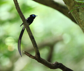 Japanese Paradise Flycatcher, Terpsiphone atrocaudata atrocaudata