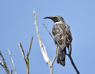 Hood Mockingbird, Mimus macdonaldi