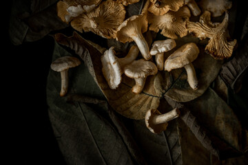 chanterelle mushrooms on a background of autumn variegated textured leaves. autumn still life with mushrooms and leaves. mushrooms and leaves on the black dining table