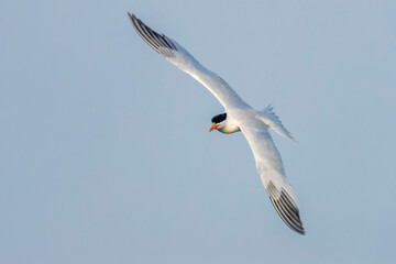 African Royal Tern, Thalasseus maximus