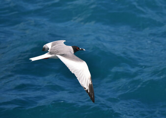 Swallow-tailed Gull, Creagrus furcatus