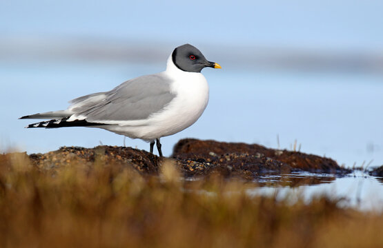 Sabine's Gull, Xema sabini